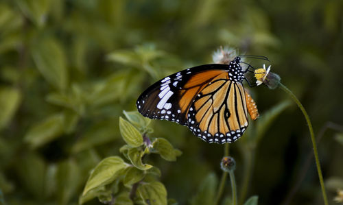 Butterfly pollinating flower