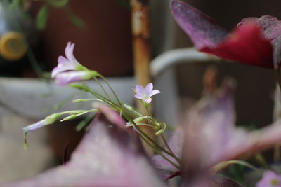 Close-up of purple flowering plant