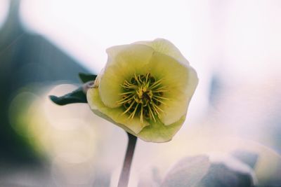 Close-up of flower against blurred background