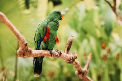 Bright green parrot on a branch. wildlife bird from tropical forest