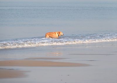 View of horse on beach