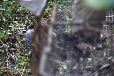 Close-up of bird on grass