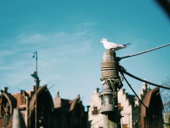 Low angle view of seagulls perching on building