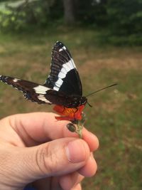 Cropped image of hand holding butterfly