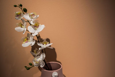 Close-up of white flower vase against wall