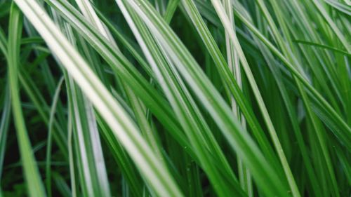 Full frame shot of grass