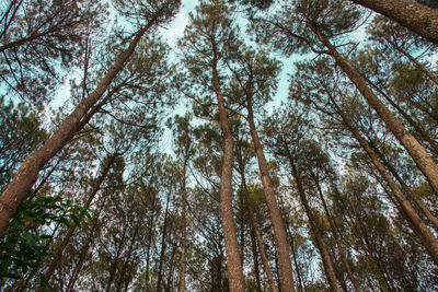 Low angle view of trees in forest