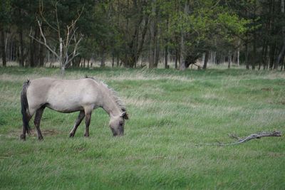 Horse grazing on field