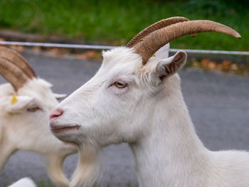 Close-up of goat on field