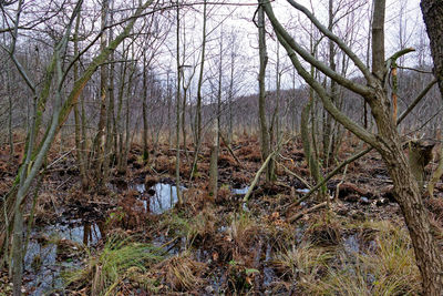 Plants growing in forest