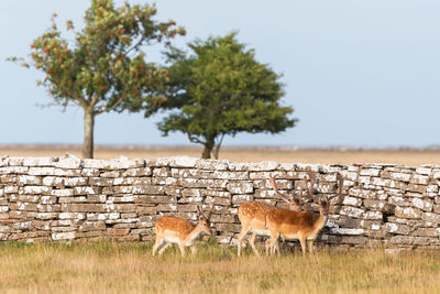 Fallow deer bucks standing at a stone wall