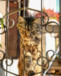 Close-up portrait of a cat sitting on metal