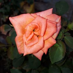 Close-up of pink rose