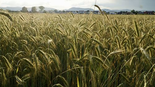 Scenic view of wheat field against sky