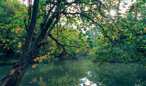 Reflection of trees in water