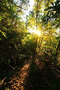 Sun shining through trees