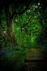 Trees and plants in forest