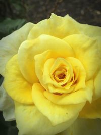 Close-up of fresh yellow rose blooming outdoors