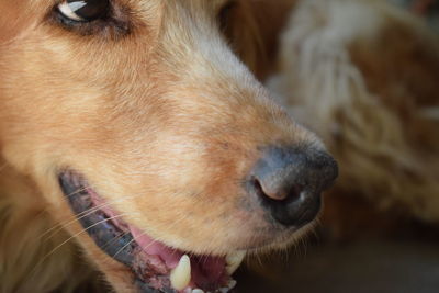 Close-up of golden retriever