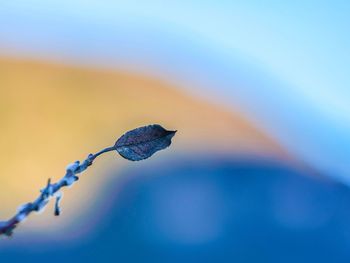 Close-up of frozen plant