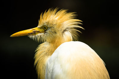 Close up of great egret