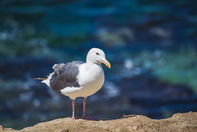 Seagull on the rocky coastline overlooking the pacific ocean at la jolla in san diego, california