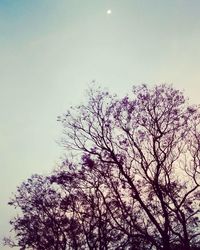 Low angle view of tree against clear sky