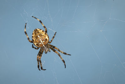 Close-up of spider on web