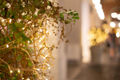 Close-up of illuminated christmas tree