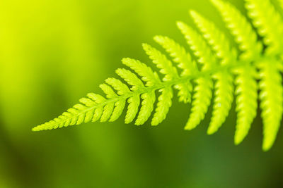 Close-up of fern leaf