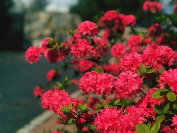 Close-up of red flowering plants