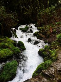 Scenic view of waterfall in forest