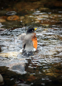 Close-up of bird perching on lake