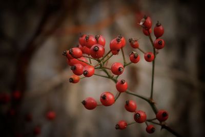 Red berries