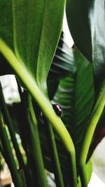 Close-up of insect on leaf