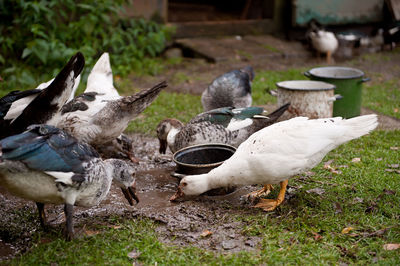 Close-up of birds