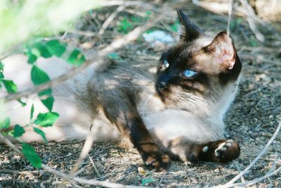 Close-up of cat on grass