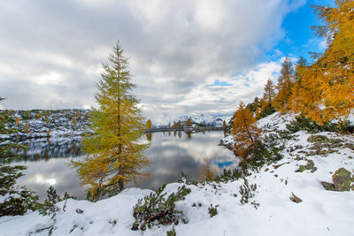 Trees on snow covered land against sky