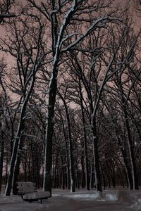 Bare trees in winter