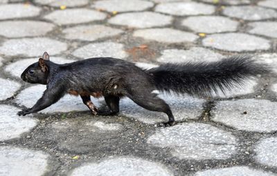 Side view of black cat on street