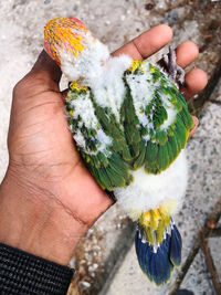 High angle view of person holding leaf