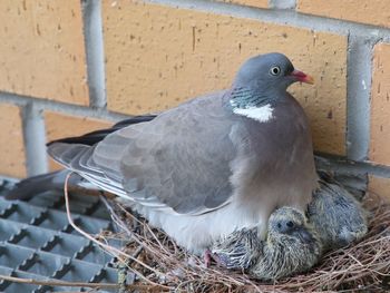 Close-up of pigeon perching on nest