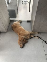 High angle view of dog sleeping on floor