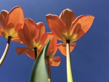 Low angle view of flowering plant against blue sky