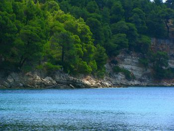 Scenic view of lake in forest