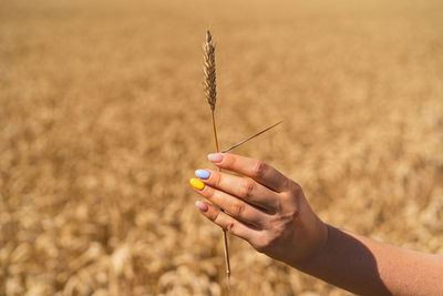 Woman holds ear of wheat against the background of field with a manicure in the colors of ukraine
