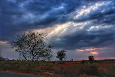 Tree against sky during sunset