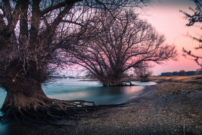 Bare trees by river against sky