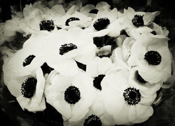 Close-up of white flowers