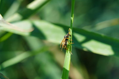 Close-up of insect on leaf